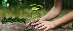 برای درختکاری آماده باشید 2